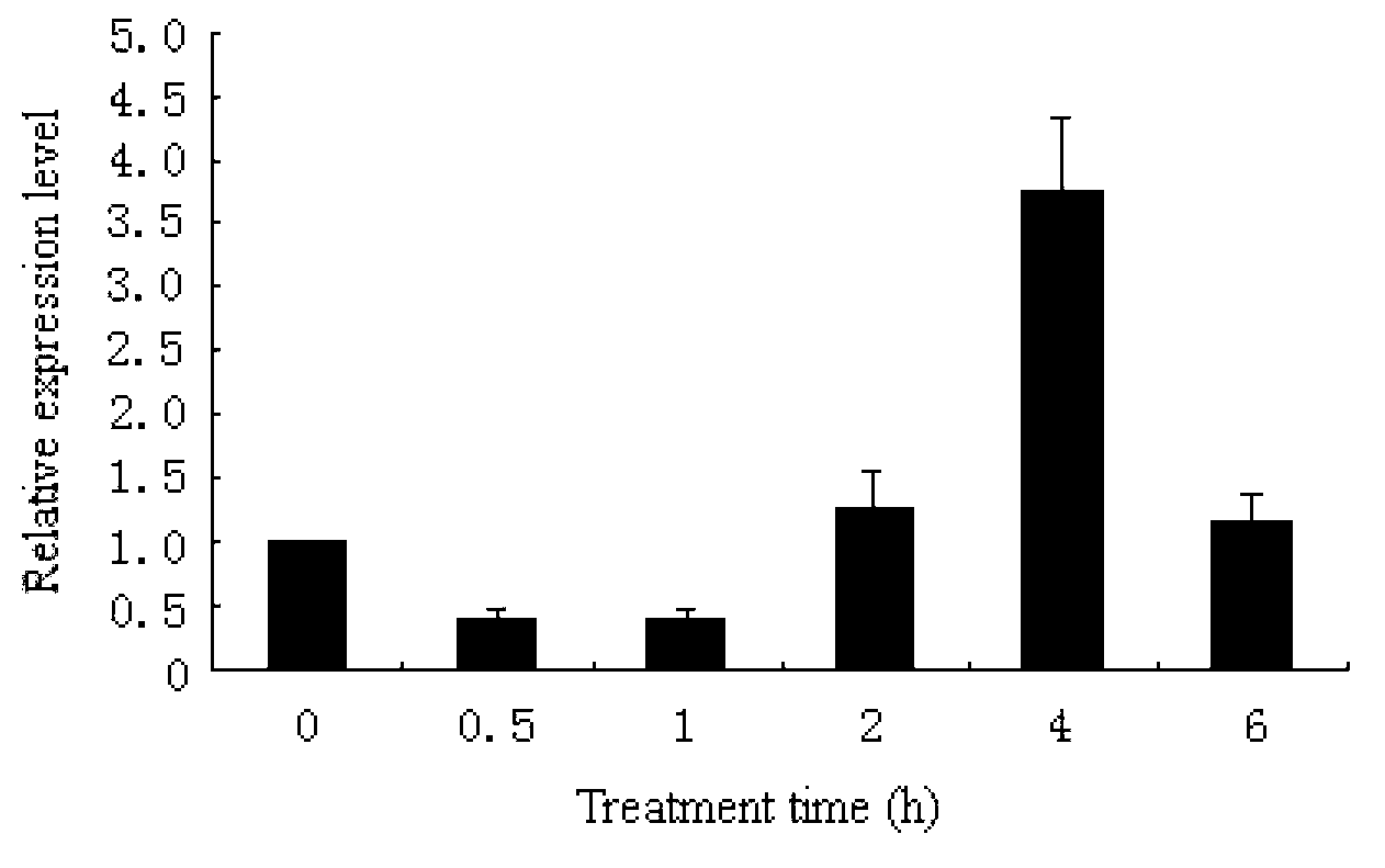 Antarctic ice algae CPD photolyase, and coding gene, expression vector and application thereof