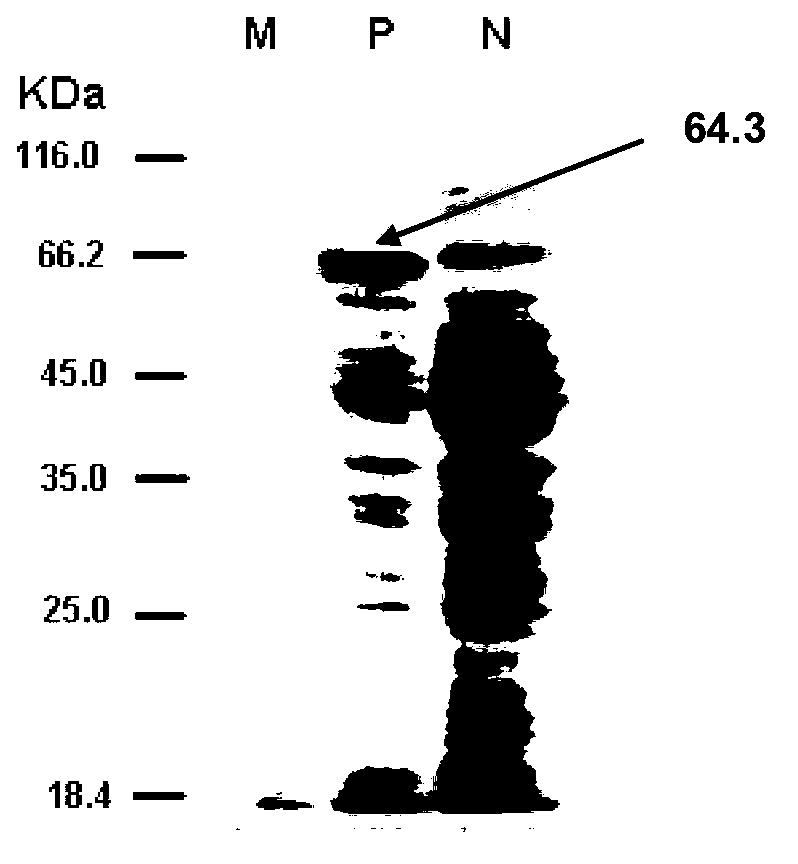 Antarctic ice algae CPD photolyase, and coding gene, expression vector and application thereof