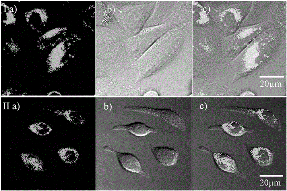 Membrane permeability dye with large two-photon fluorescence active cross section and application of membrane permeability dye