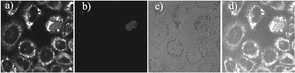 Membrane permeability dye with large two-photon fluorescence active cross section and application of membrane permeability dye