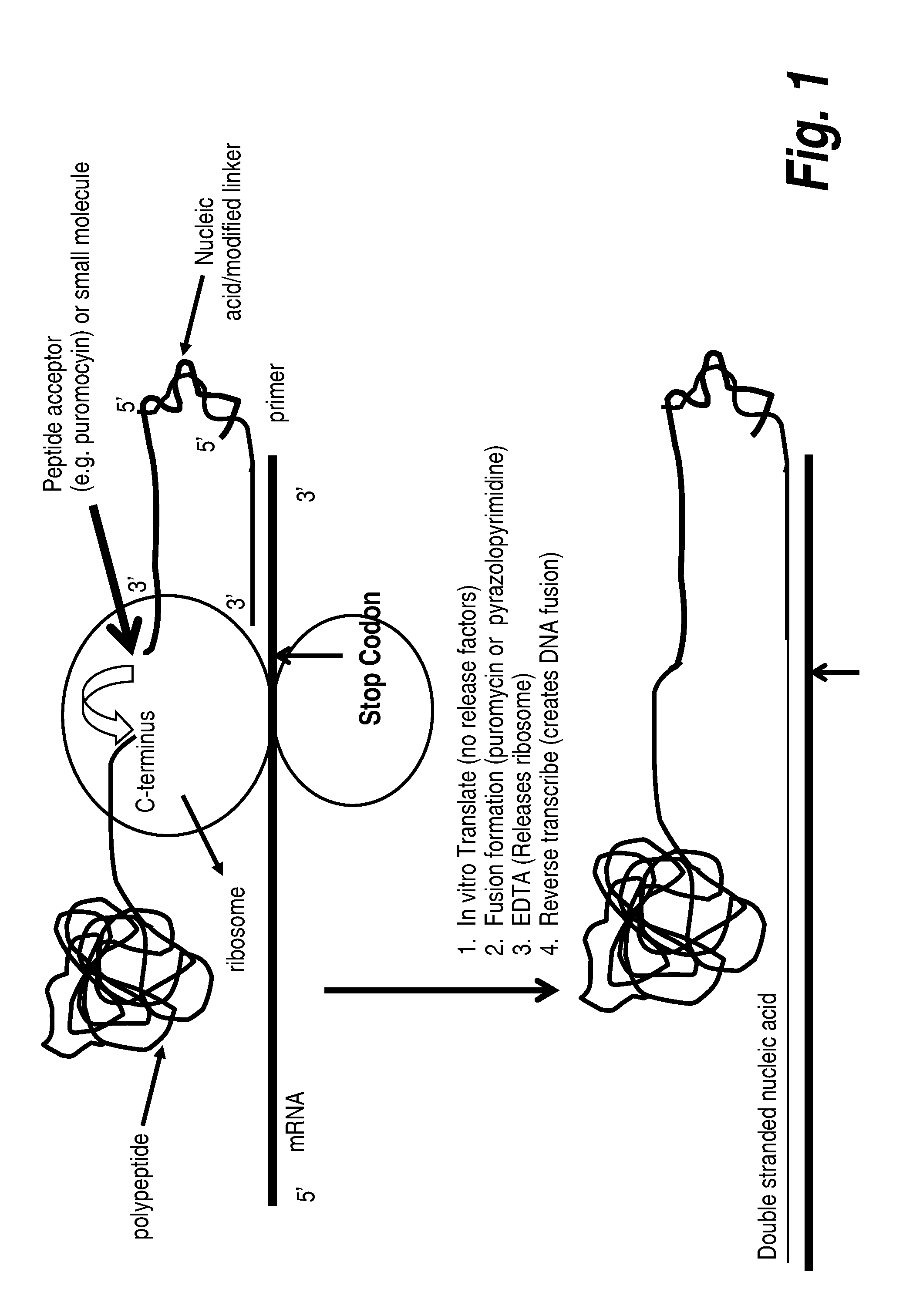 Protein screening methods