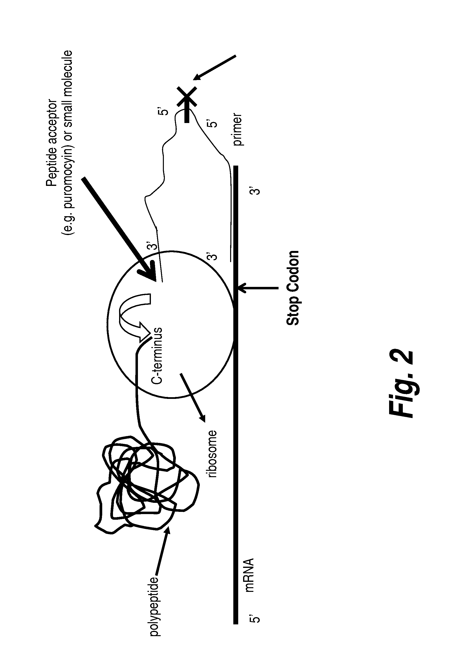 Protein screening methods