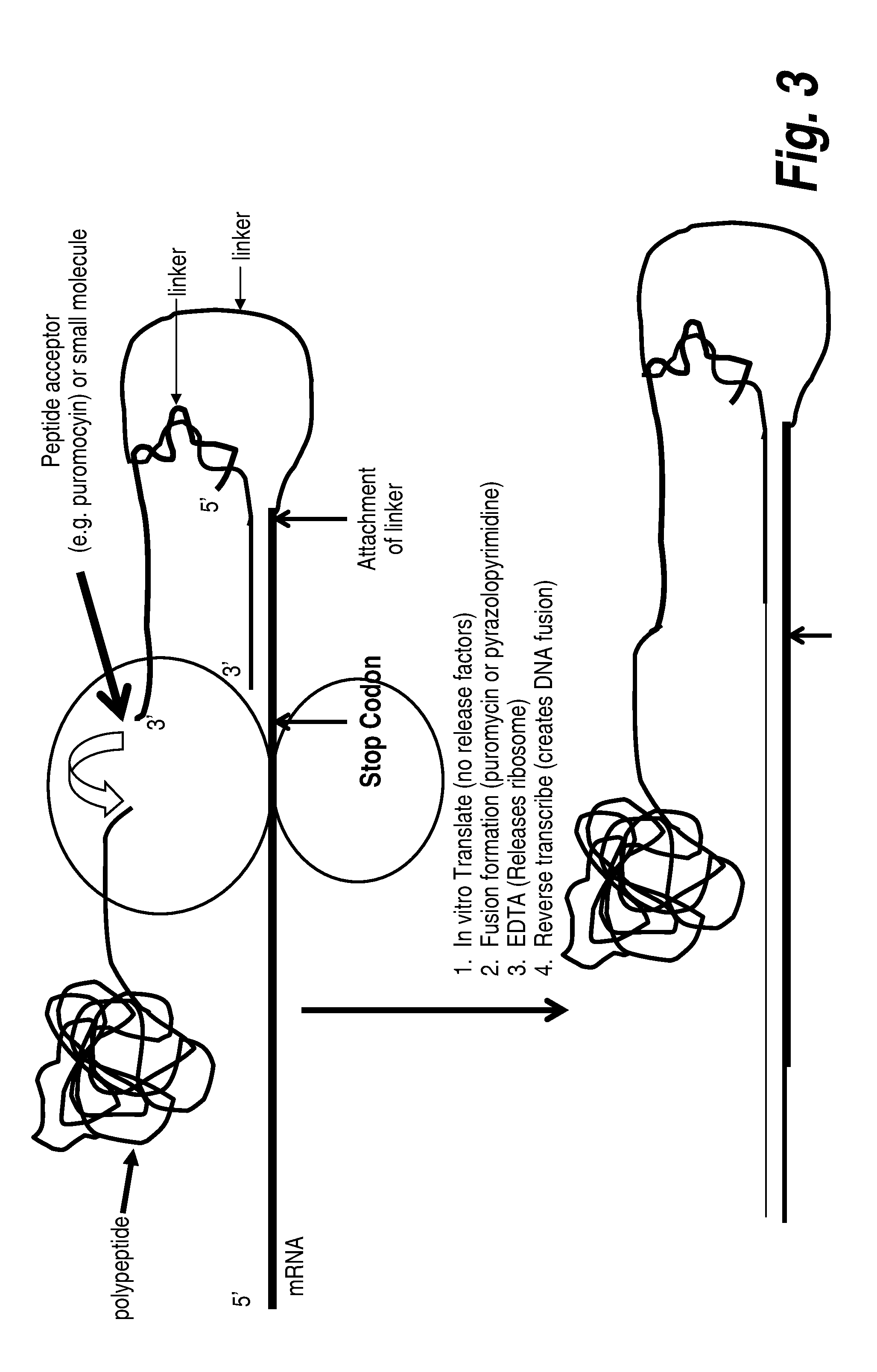 Protein screening methods