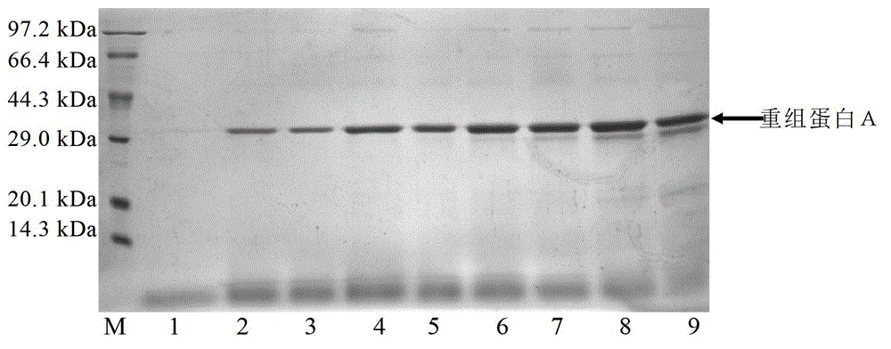 Method for producing protein A by utilizing recombinant pichia pastoris