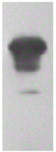 Method for producing protein A by utilizing recombinant pichia pastoris