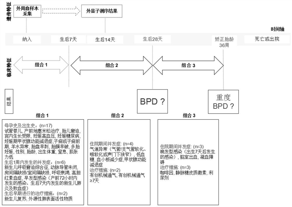 Bronchial pulmonary dysplasia data processing method and device and related equipment