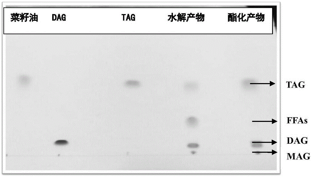 Method for preparing diglyceride through enzyme catalysis