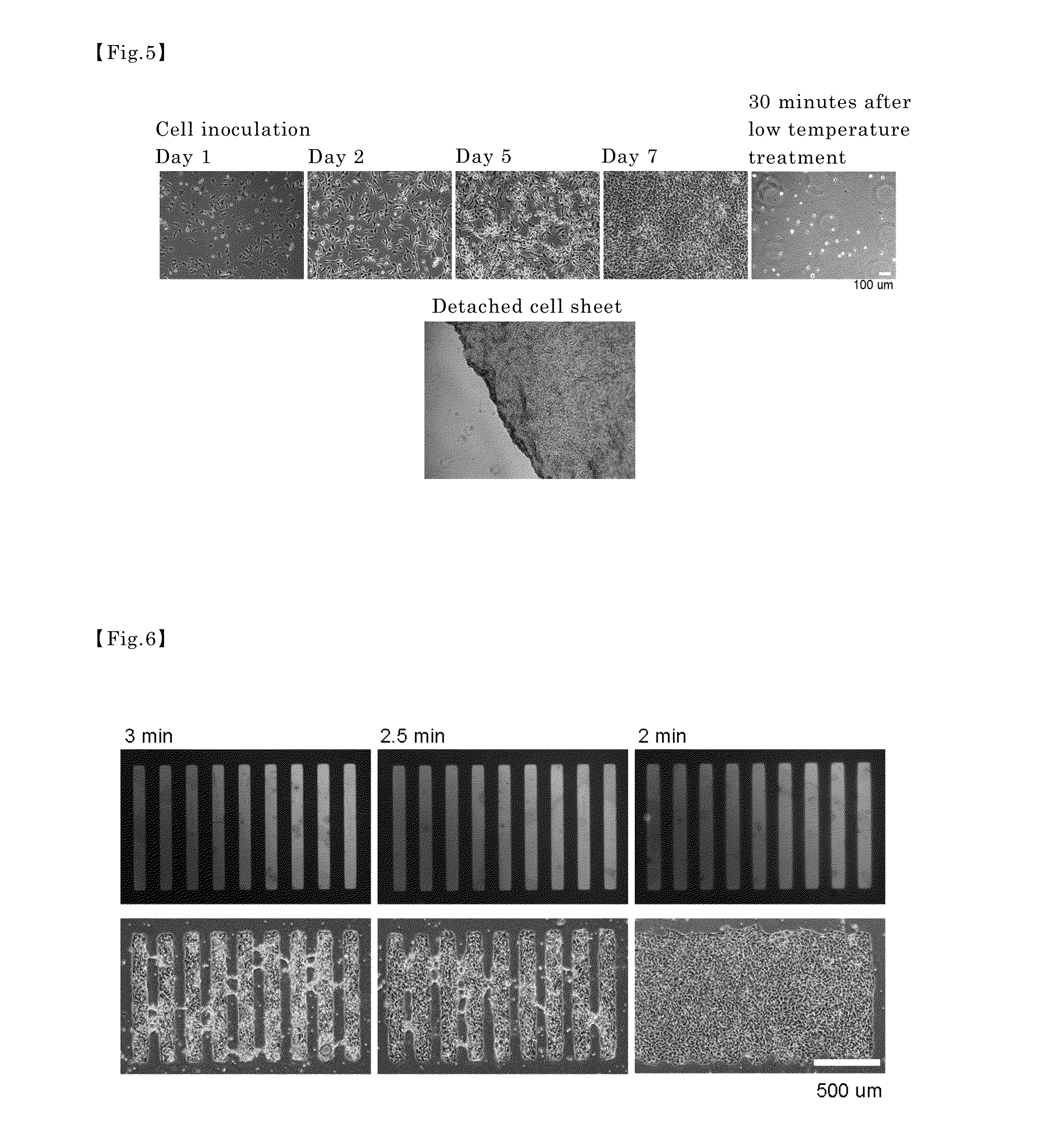 Cell culture substrate, and method for manufacturing same