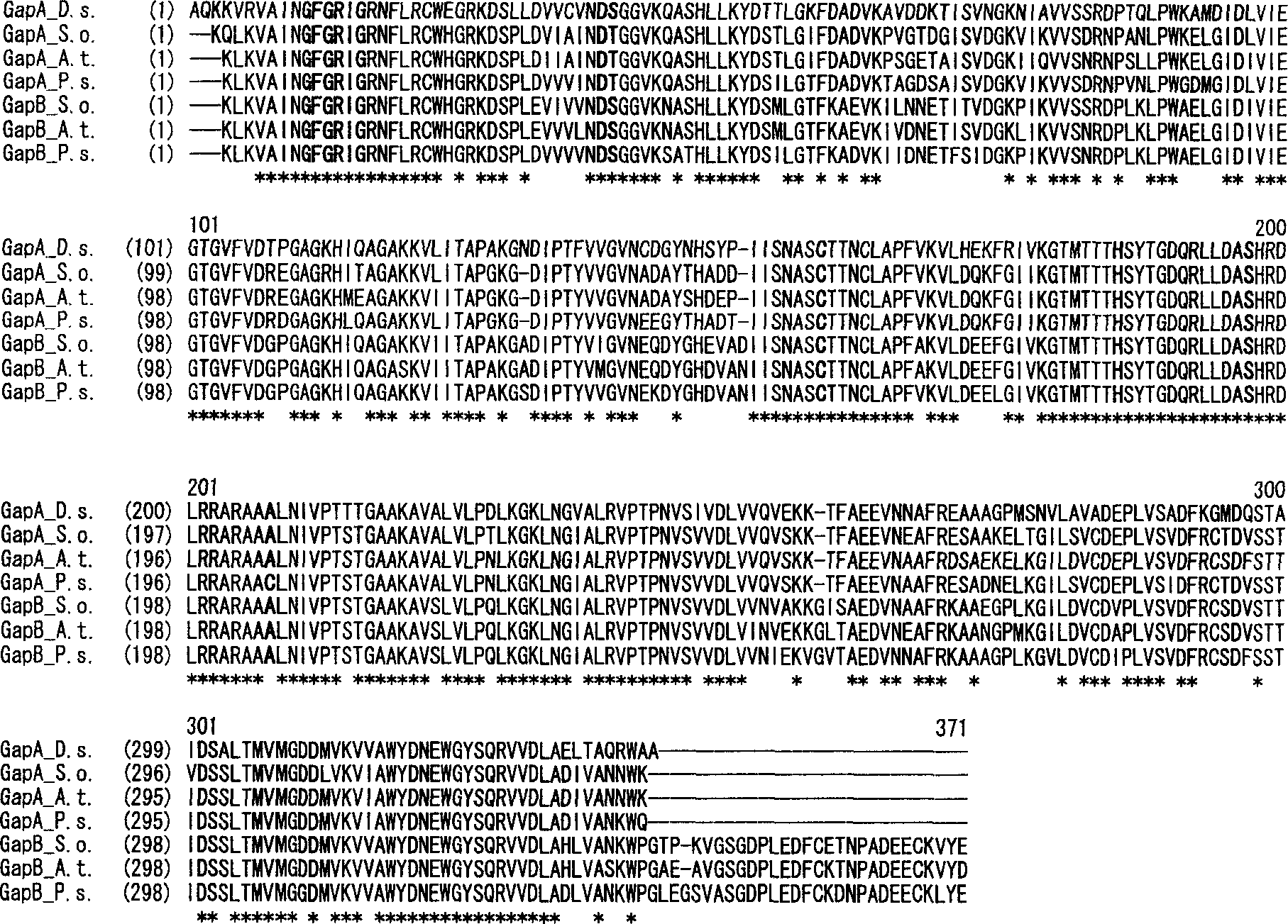 Salt algae NADP glyceral dehyde-3-phosdehydrogenase  gene clone and protein expression method