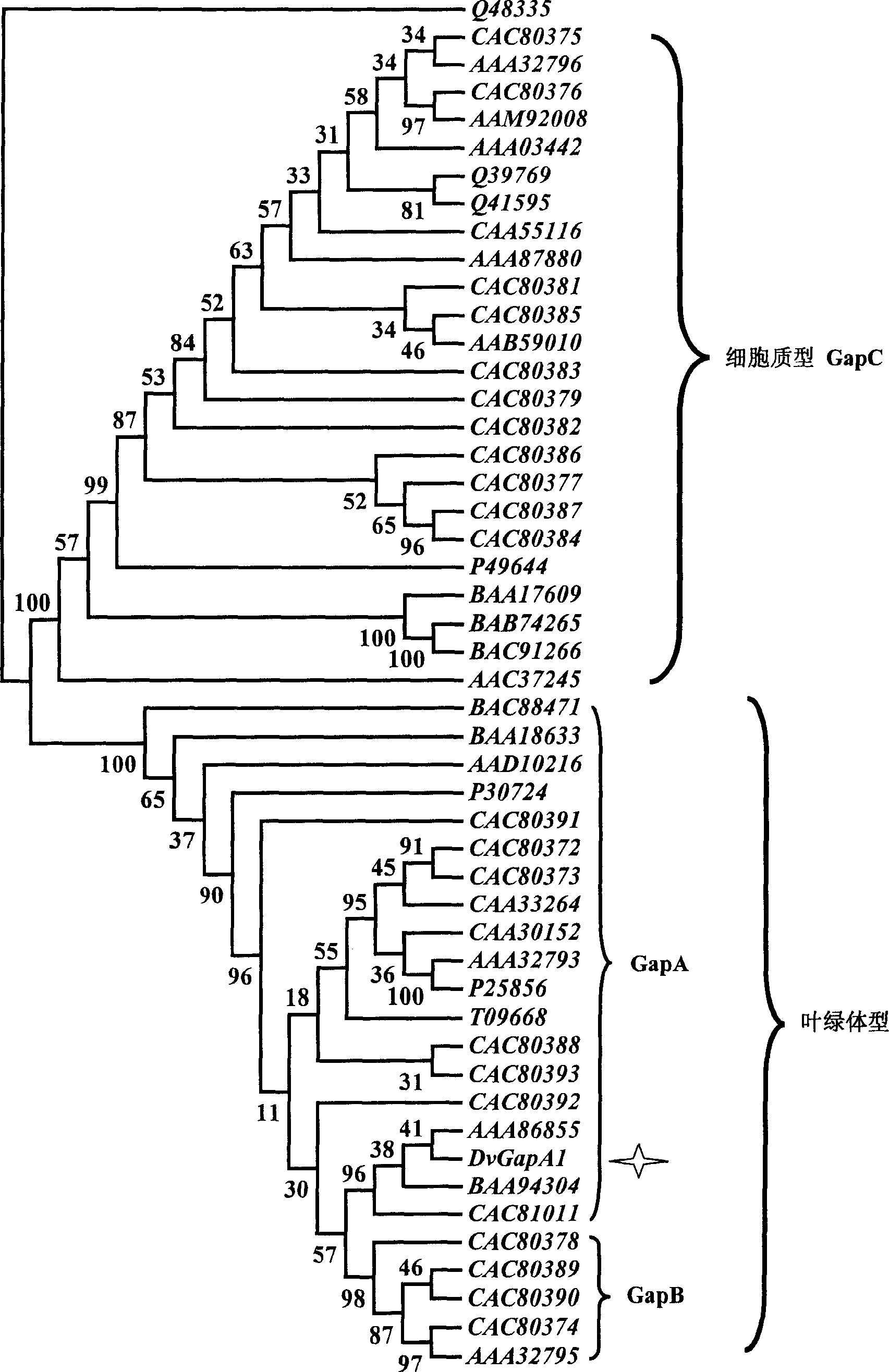 Salt algae NADP glyceral dehyde-3-phosdehydrogenase  gene clone and protein expression method