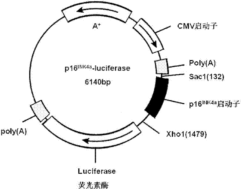 Drug screening method based on p16 promoters