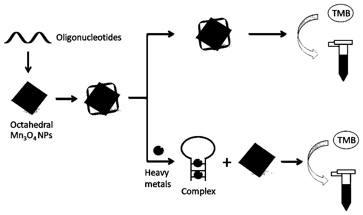 Heavy metal colorimetric detection method capable of adjusting catalytic activity of manganous-manganic oxide based on oligonucleotide