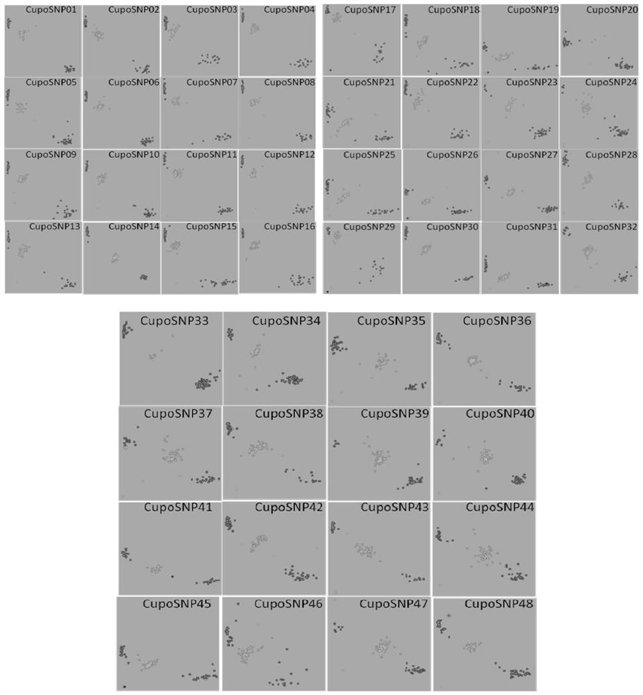 Method for identifying authenticity of cucurbita pepo variety