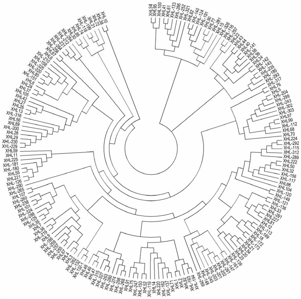 Method for identifying authenticity of cucurbita pepo variety