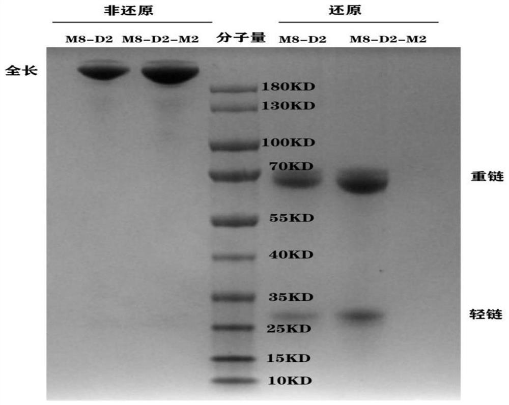 Anti-PD-L1/VEGF fusion protein