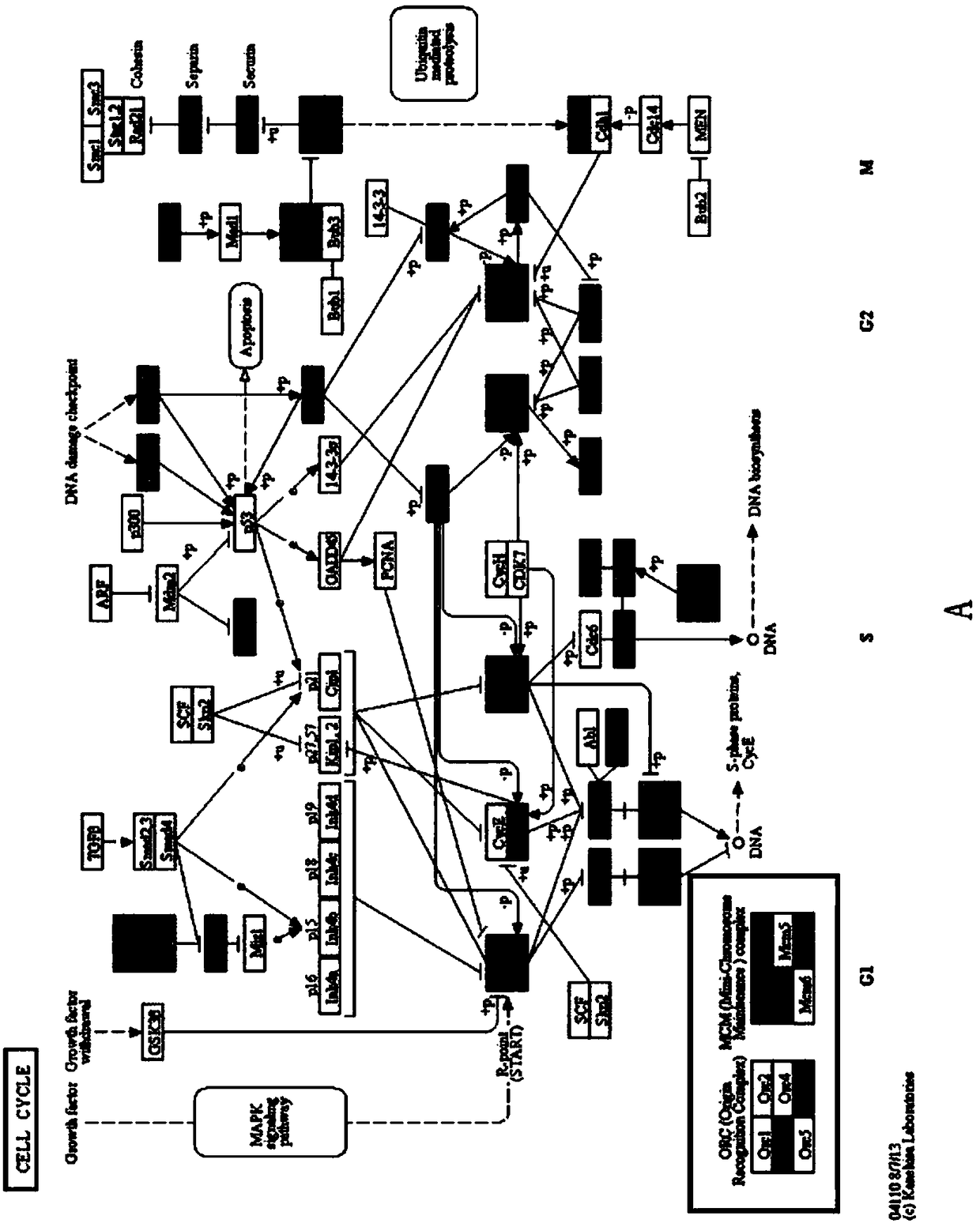 Application of circ-0000423 to preparation or screening of colon cancer drugs