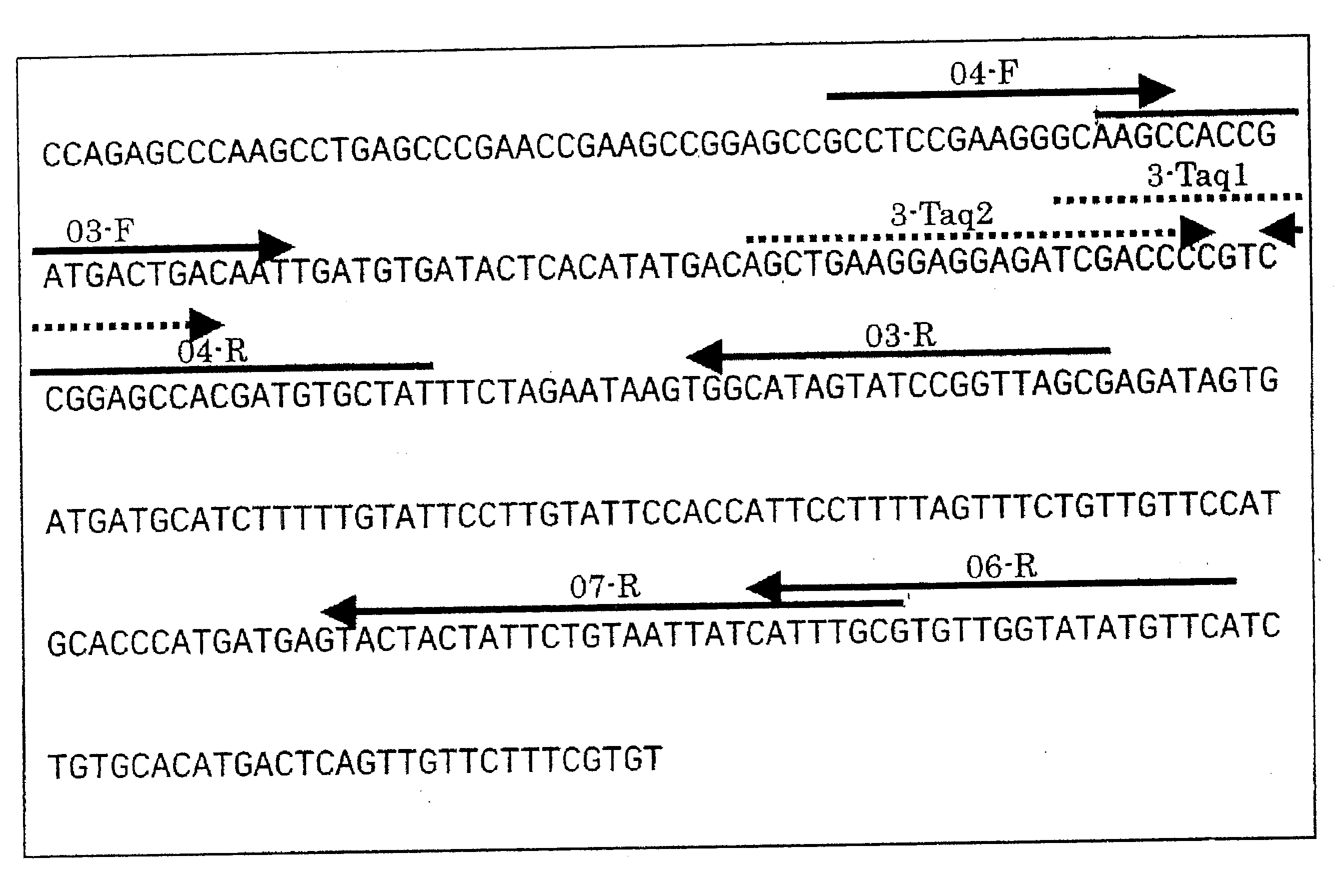 Method of detecting or quantitating endogenous wheat DNA and method of determining contamination rate of genetically modified wheat in test sample