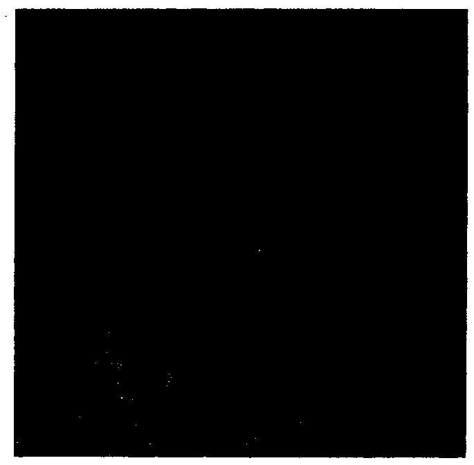 A lactobacillus fermentum strain Zhao capable of regulating intestinal movement and preventing constipation and its use