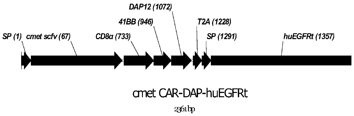 Chimeric antigen receptor with safety switch and its expression gene, its modified NK cell and application