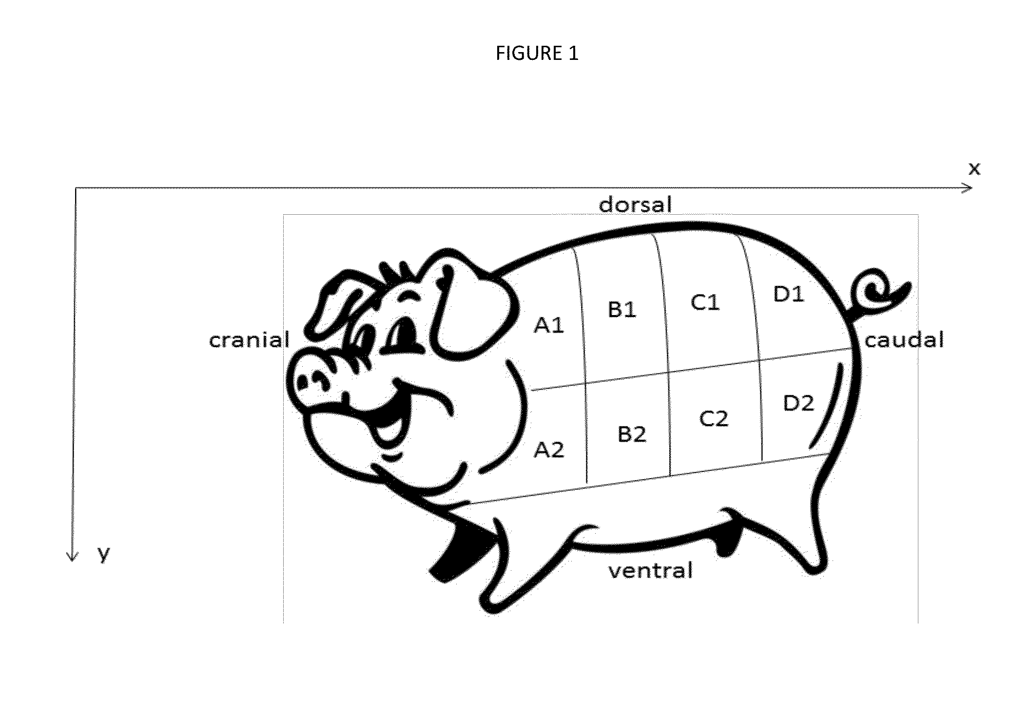 Xenograft soft tissue implants and methods of making