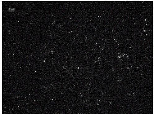 Fluorescent microscopic counting method for detecting number of bacteria in water body