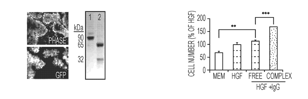 Compositions and Methods for Vascular Protection Against Reperfusion Injury After Myocardial Ischemia