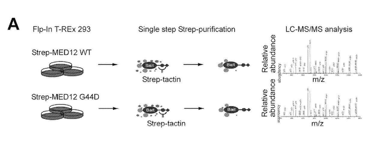 Novel peptide activator of cyclin c-dependent kinase 8 (CDK8)