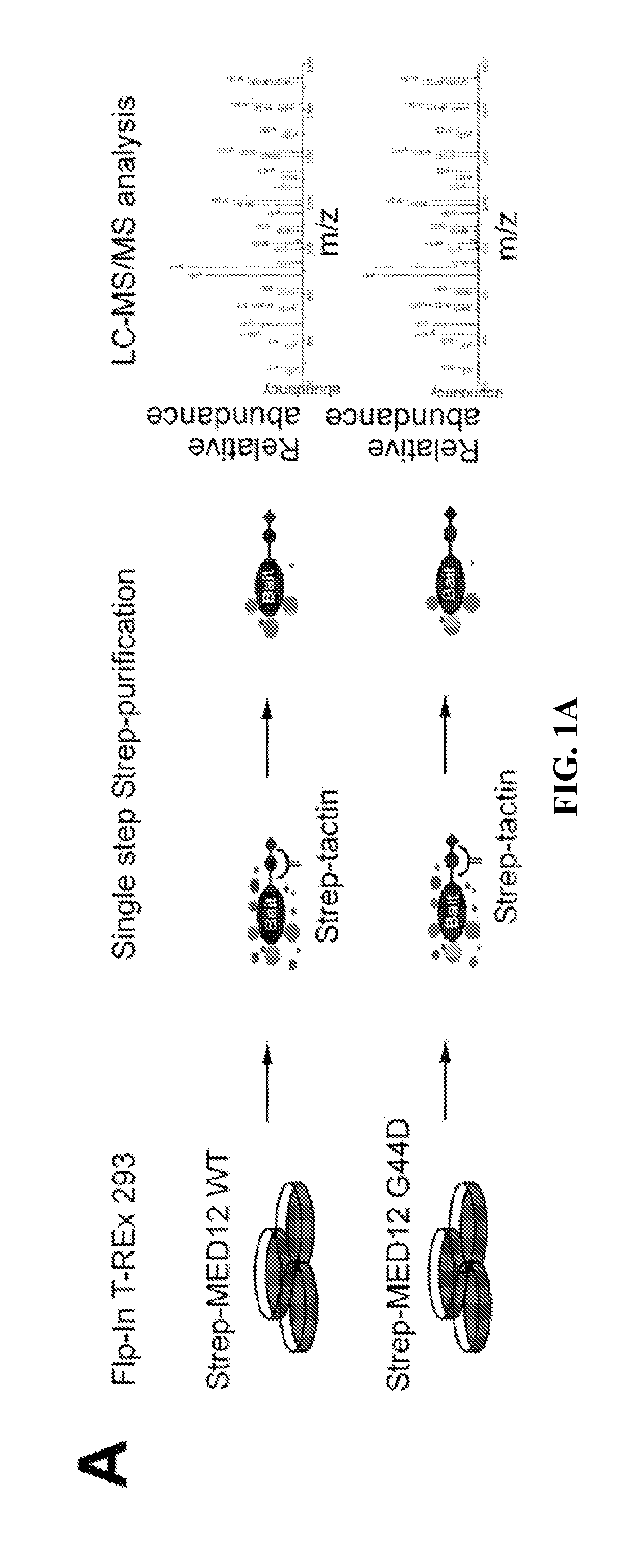 Novel peptide activator of cyclin c-dependent kinase 8 (CDK8)