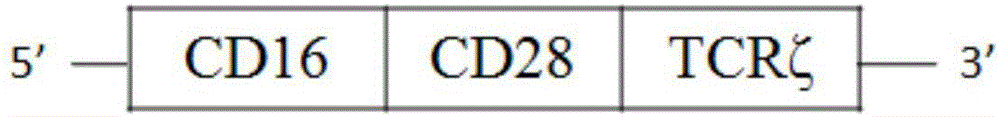 Antibody regulation double-antigen specific T cell, method for preparing same and application of antibody regulation double-antigen specific T cell