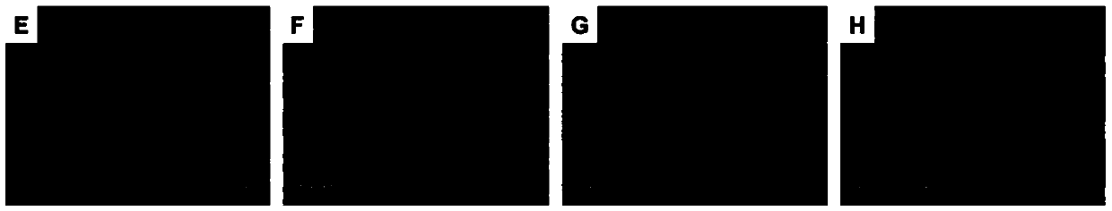 Self assembly polypeptide hydrogel scaffold and preparation method thereof