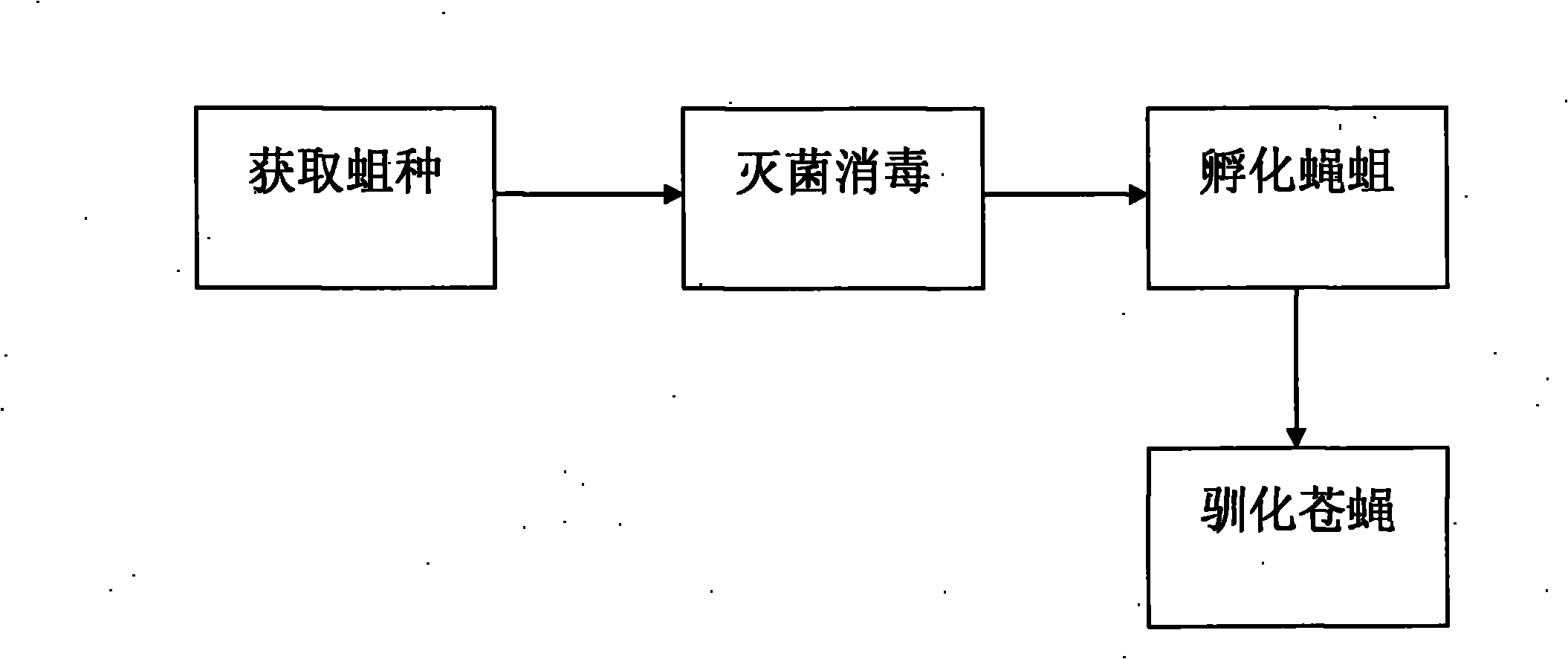 Method for domesticating wild flies