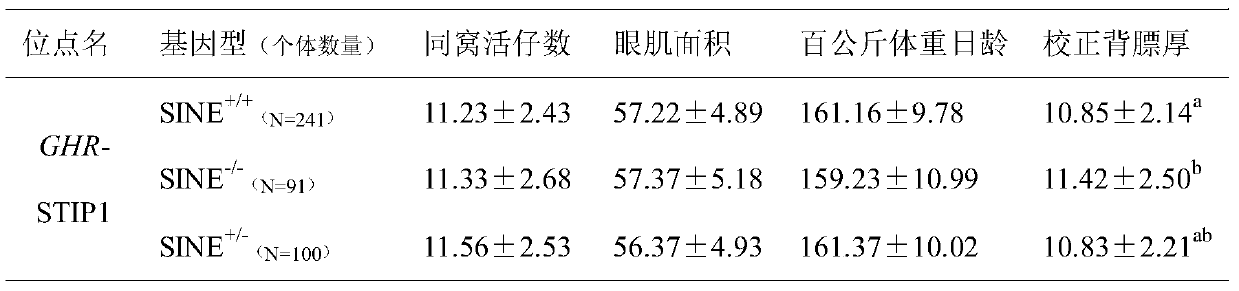 Polymorphic molecular marker for SINE transposon inside GHR gene related to pig back fat thickness, detection method and application