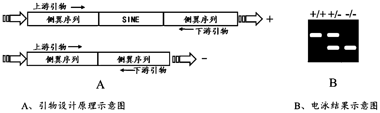 Polymorphic molecular marker for SINE transposon inside GHR gene related to pig back fat thickness, detection method and application