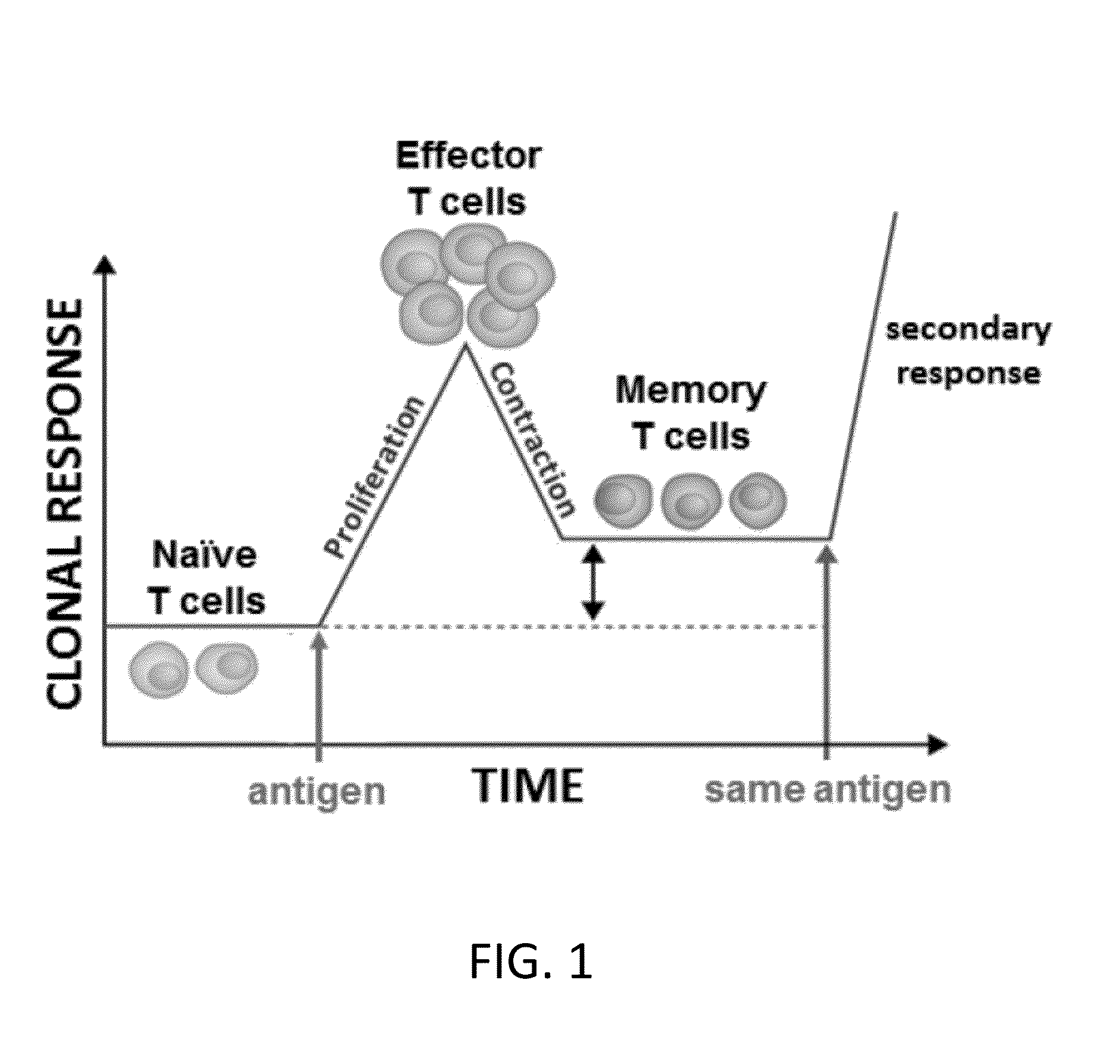 Method of enhancing the proliferative phase of a primary T cell response