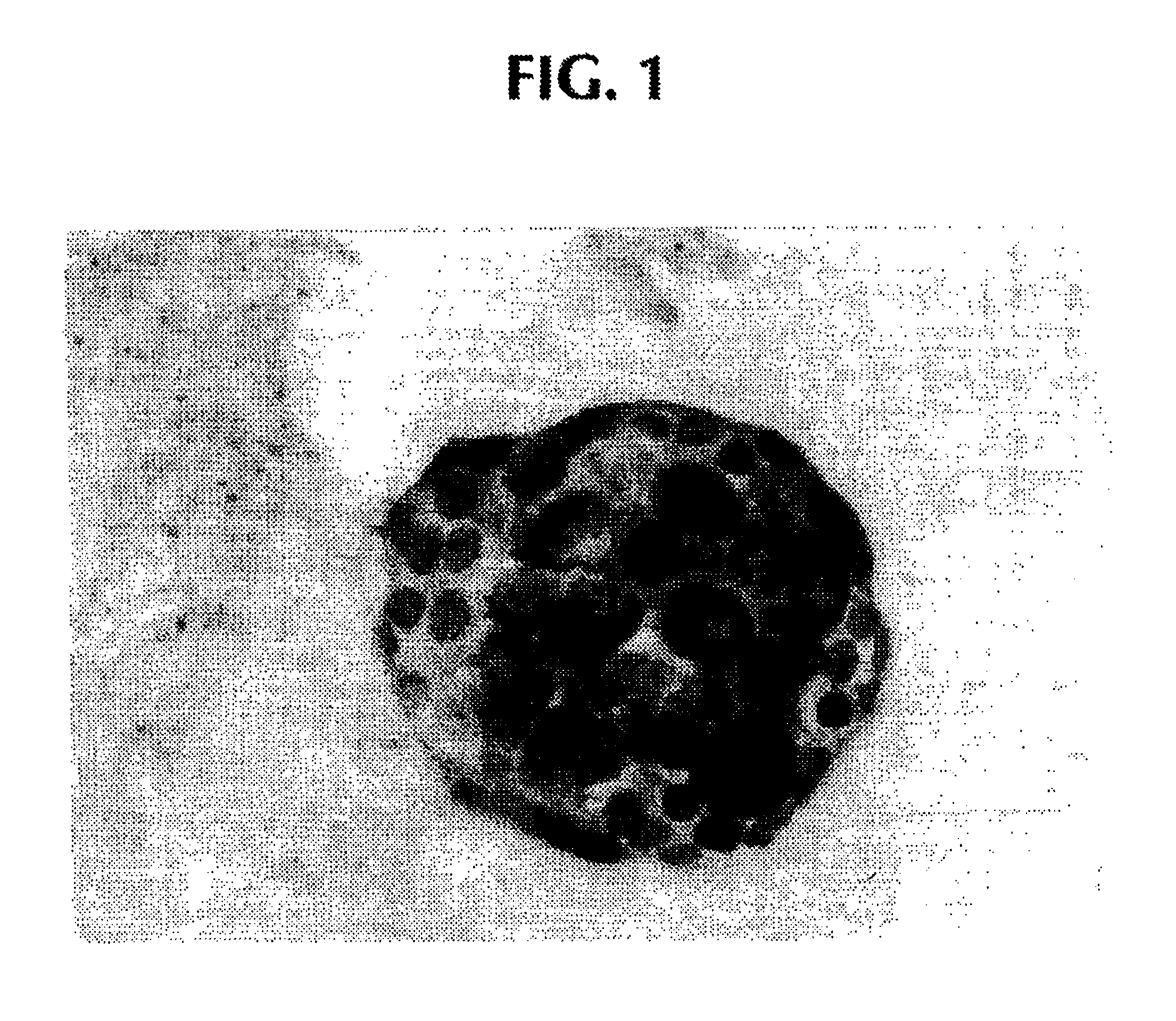 Preparation of agarose coated, solid agarose beads containing secretory cells