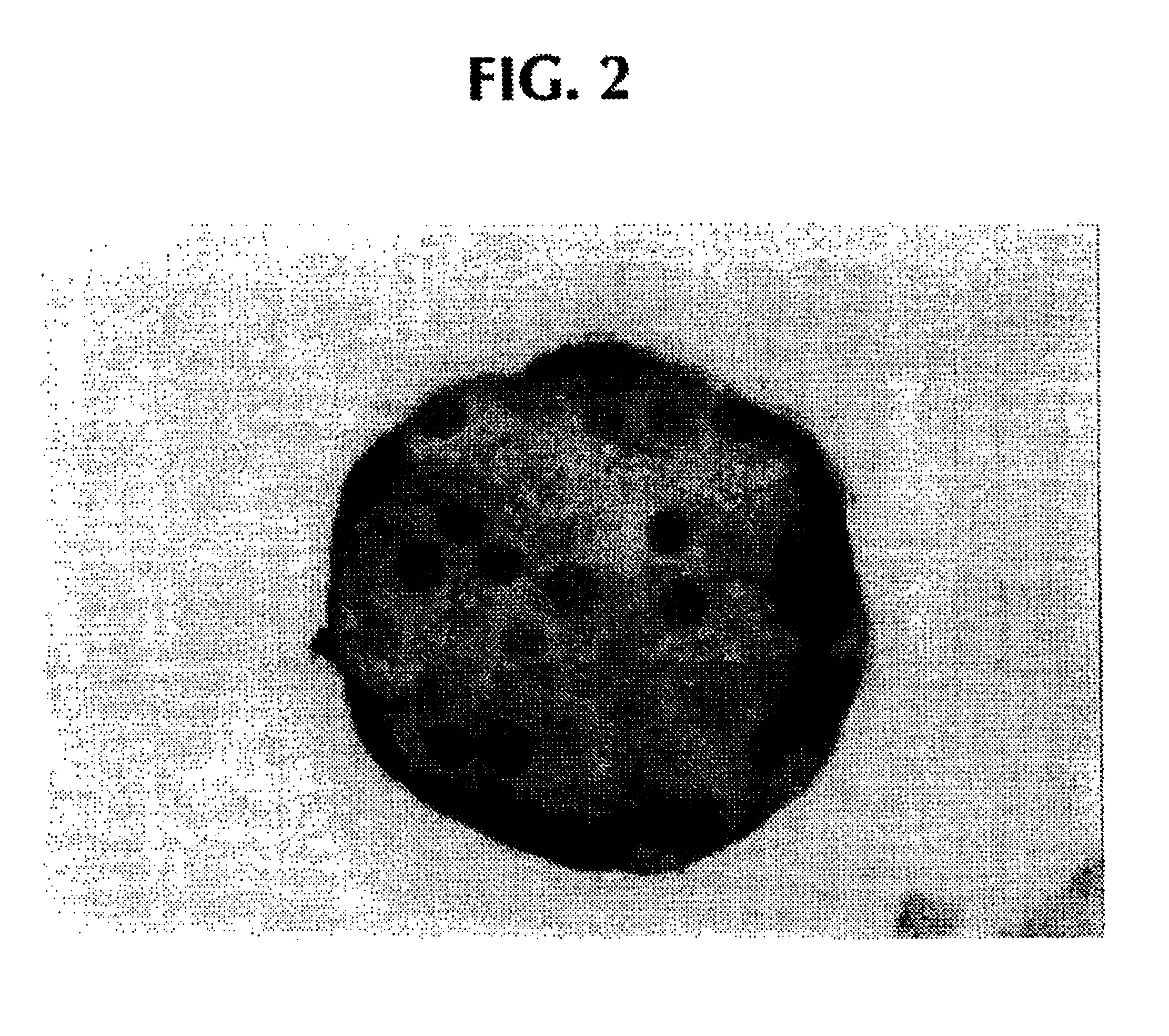 Preparation of agarose coated, solid agarose beads containing secretory cells