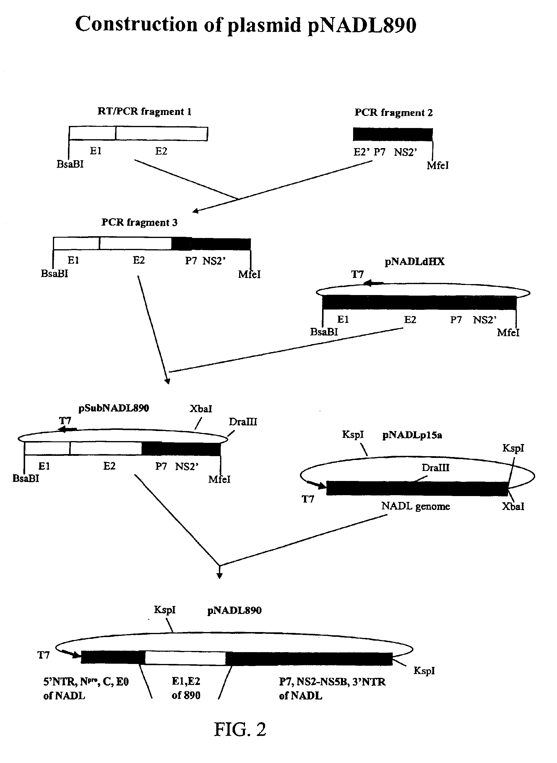 Generation of type I/type II hybrid form of bovine viral diarrhea virus for use as vaccine