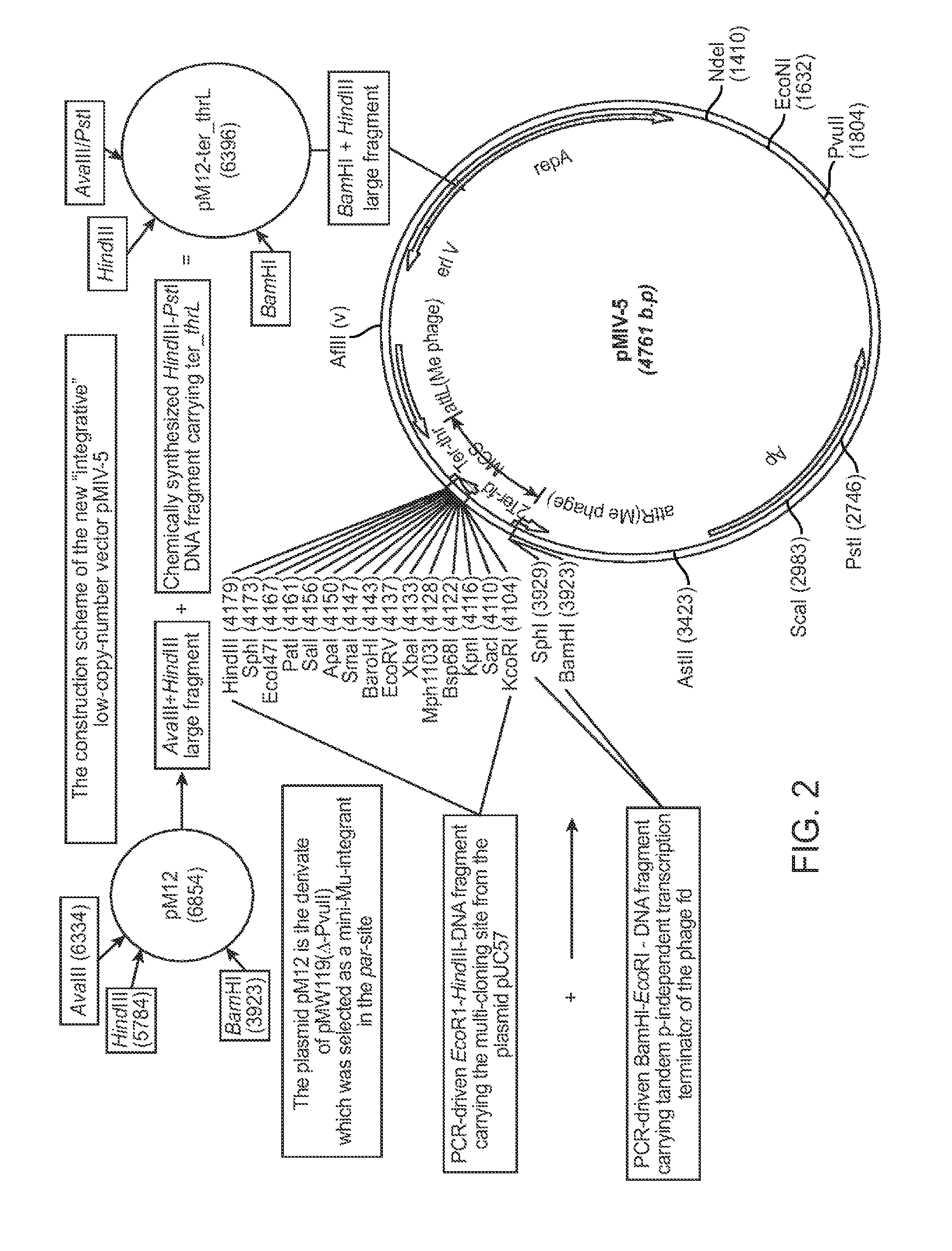 Method for production of L-lysine using methanol-utilizing bacterium