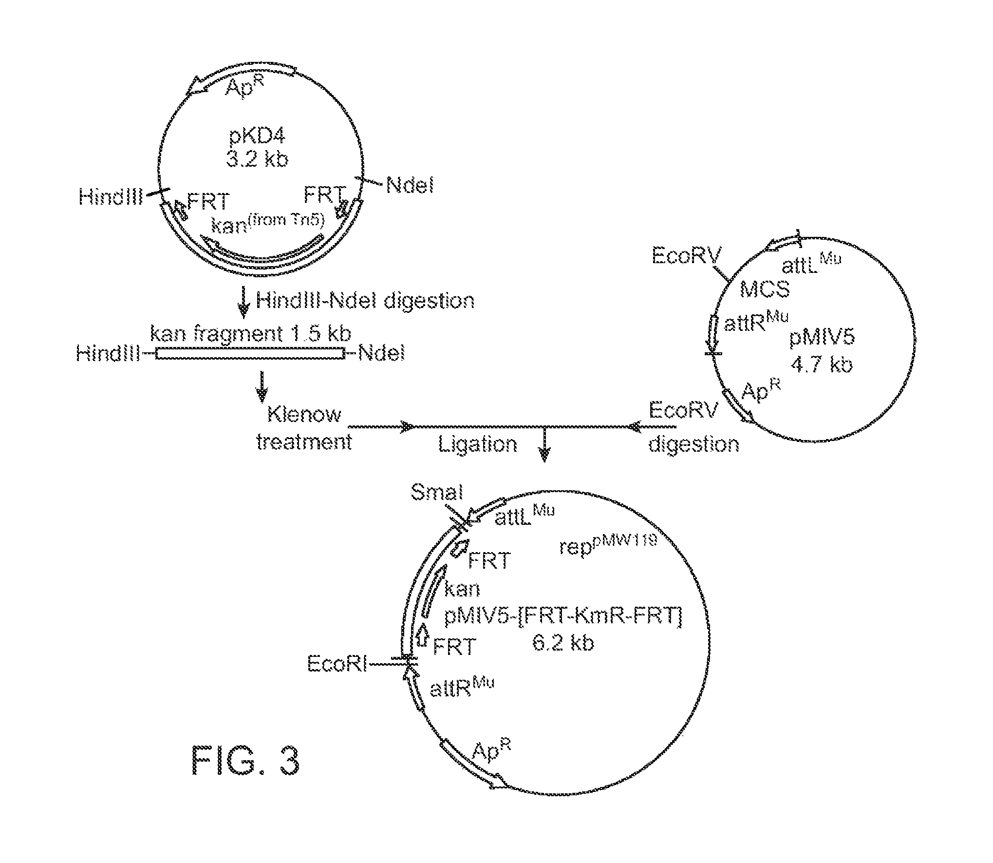 Method for production of L-lysine using methanol-utilizing bacterium