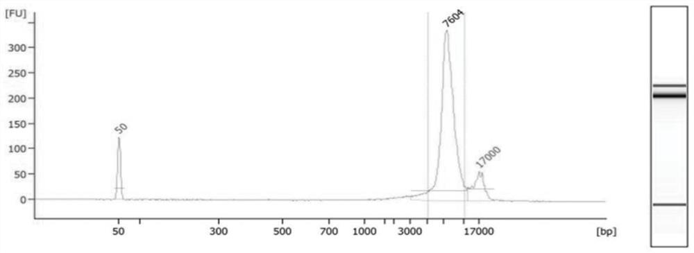 Method and system for determining haplotype of fetal beta thalassemia