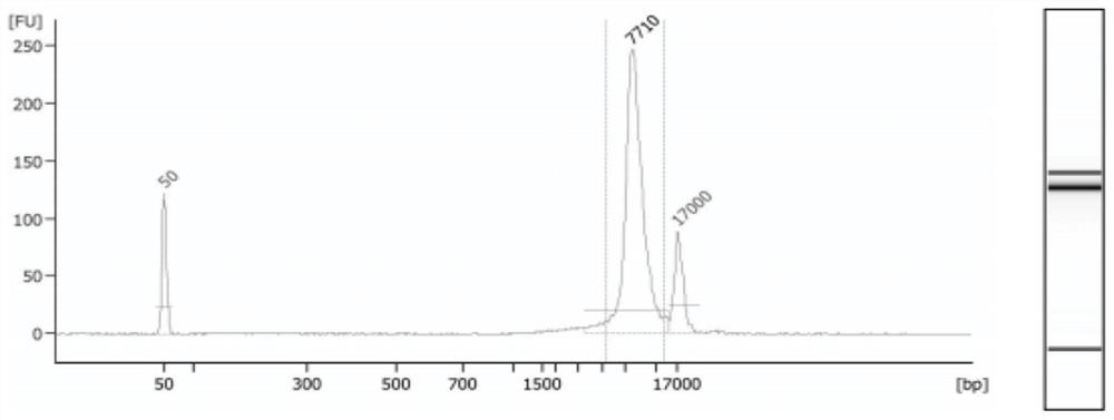 Method and system for determining haplotype of fetal beta thalassemia