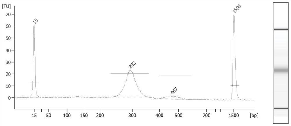 Method and system for determining haplotype of fetal beta thalassemia