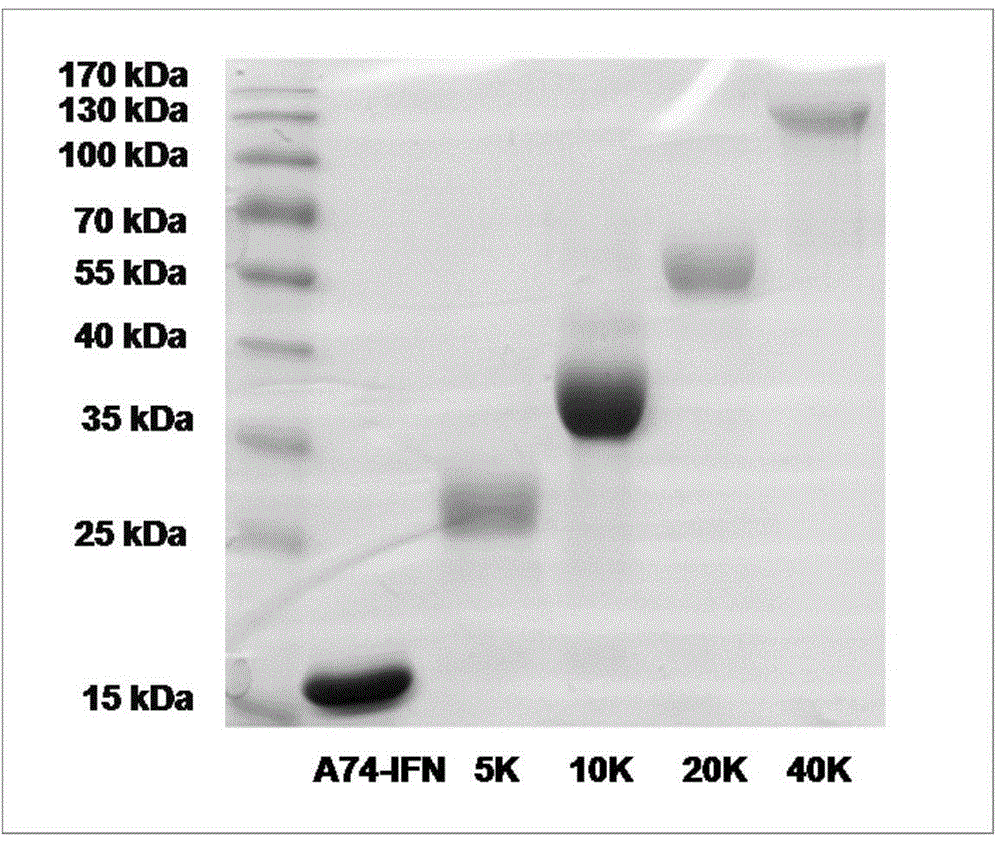 Improved PEGylated recombinant human interferon alpha 2 b