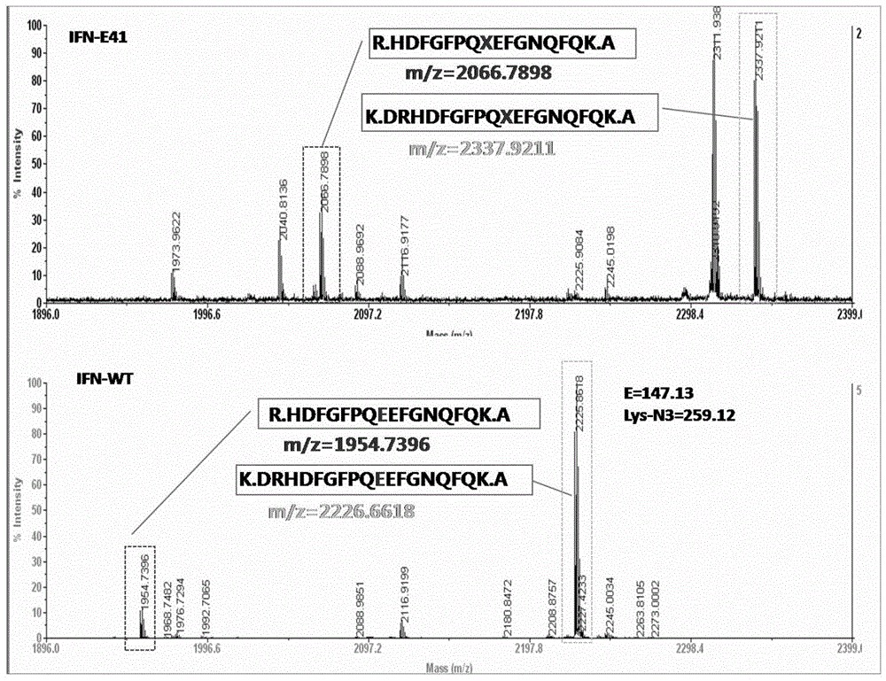 Improved PEGylated recombinant human interferon alpha 2 b