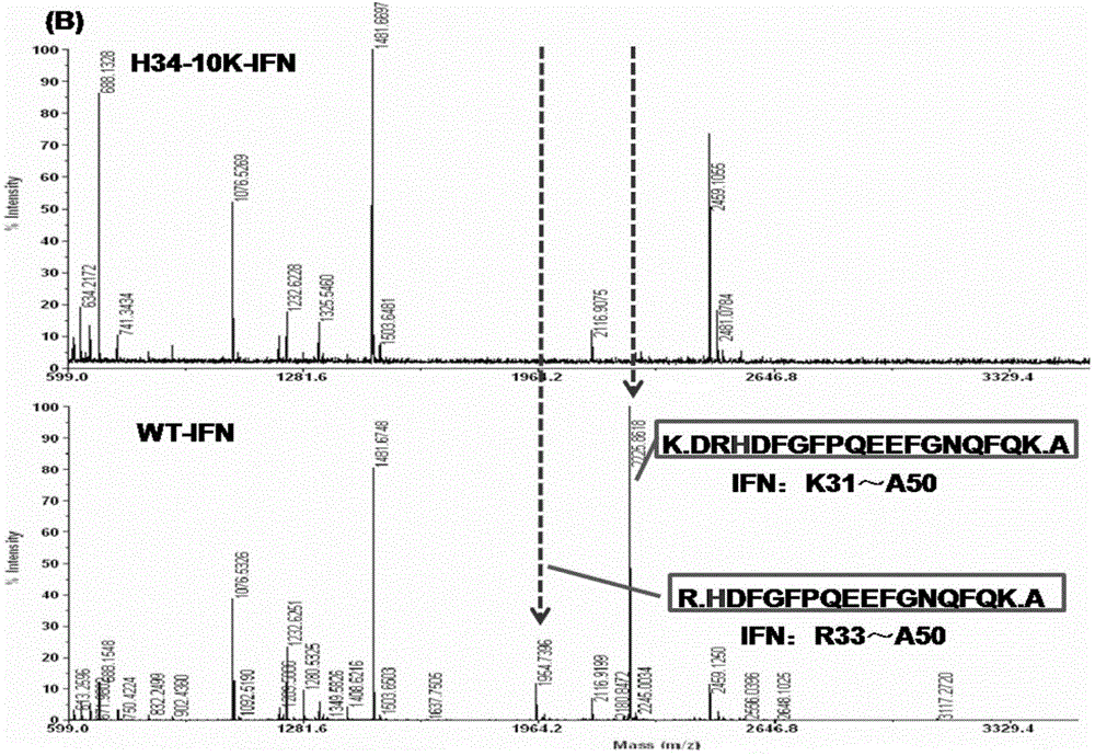 Improved PEGylated recombinant human interferon alpha 2 b