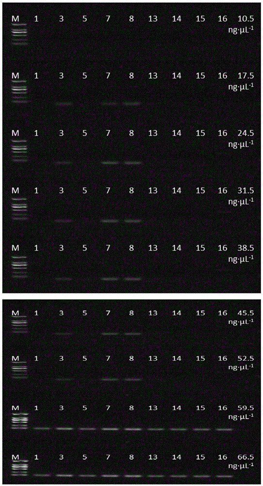 PCR (polymerase chain reaction) method and kit for identifying spina date seeds and counterfeits thereof on basis of ITS sequence site