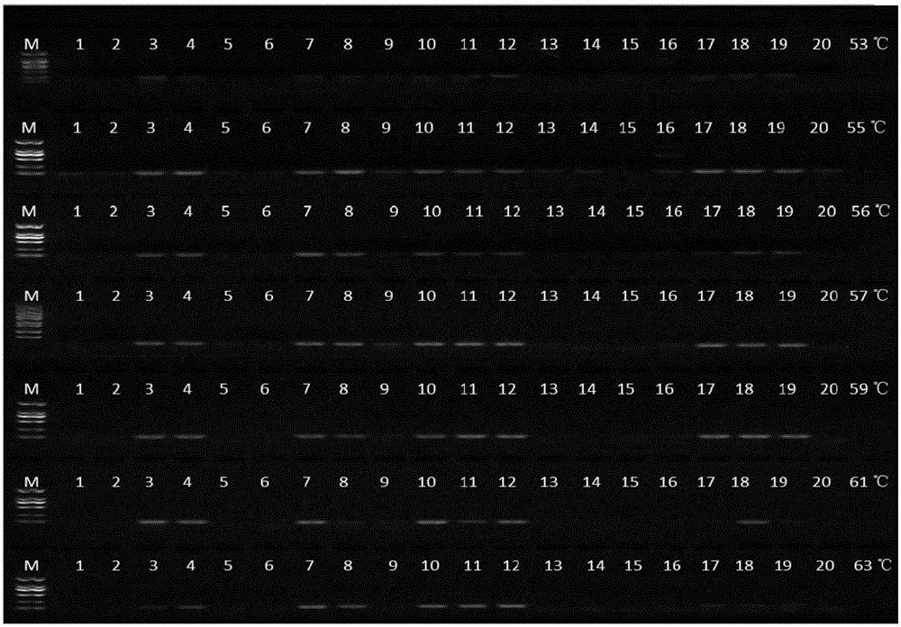 PCR (polymerase chain reaction) method and kit for identifying spina date seeds and counterfeits thereof on basis of ITS sequence site