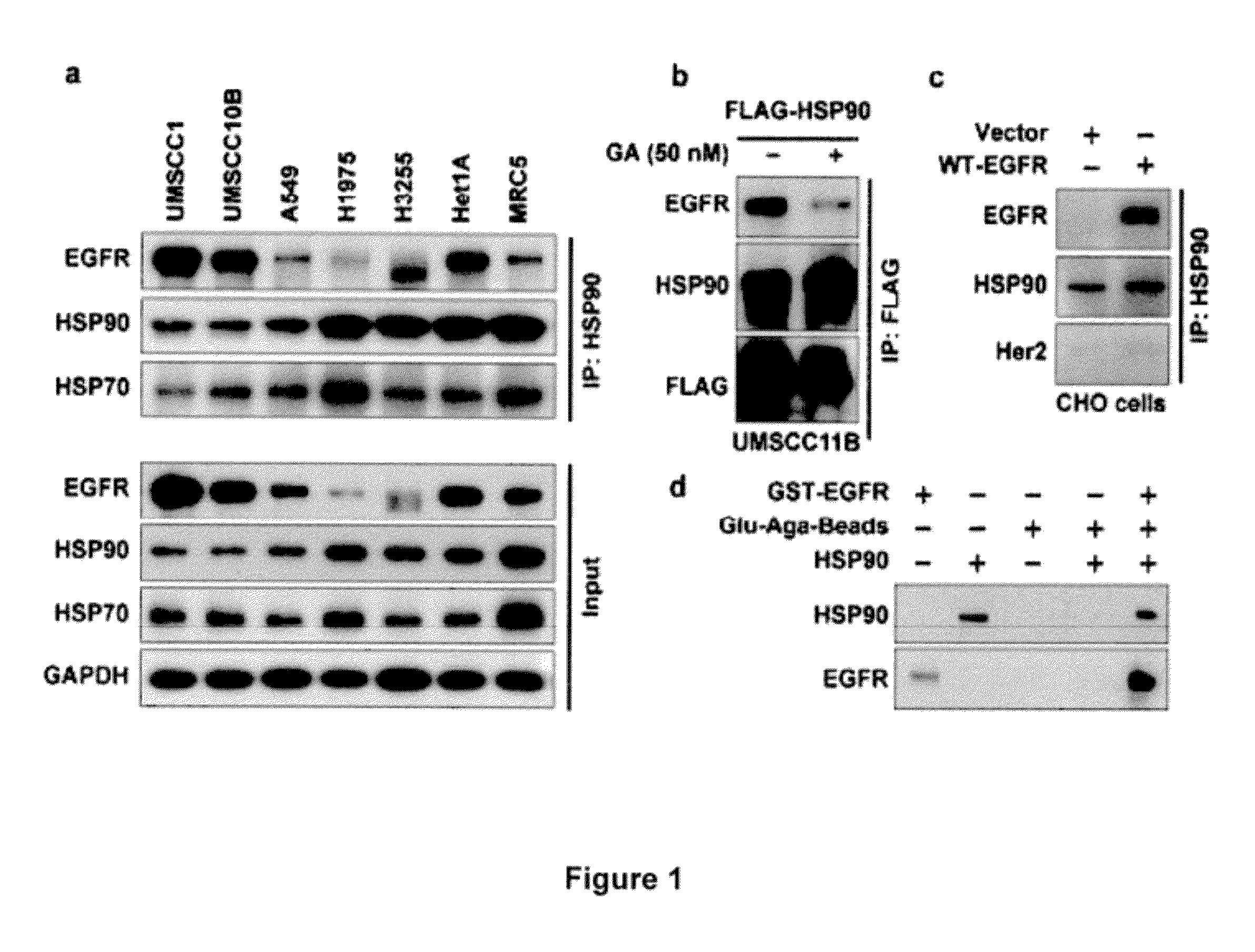 Inhibitors of the epidermal growth factor receptor-heat shock protein 90 binding interaction