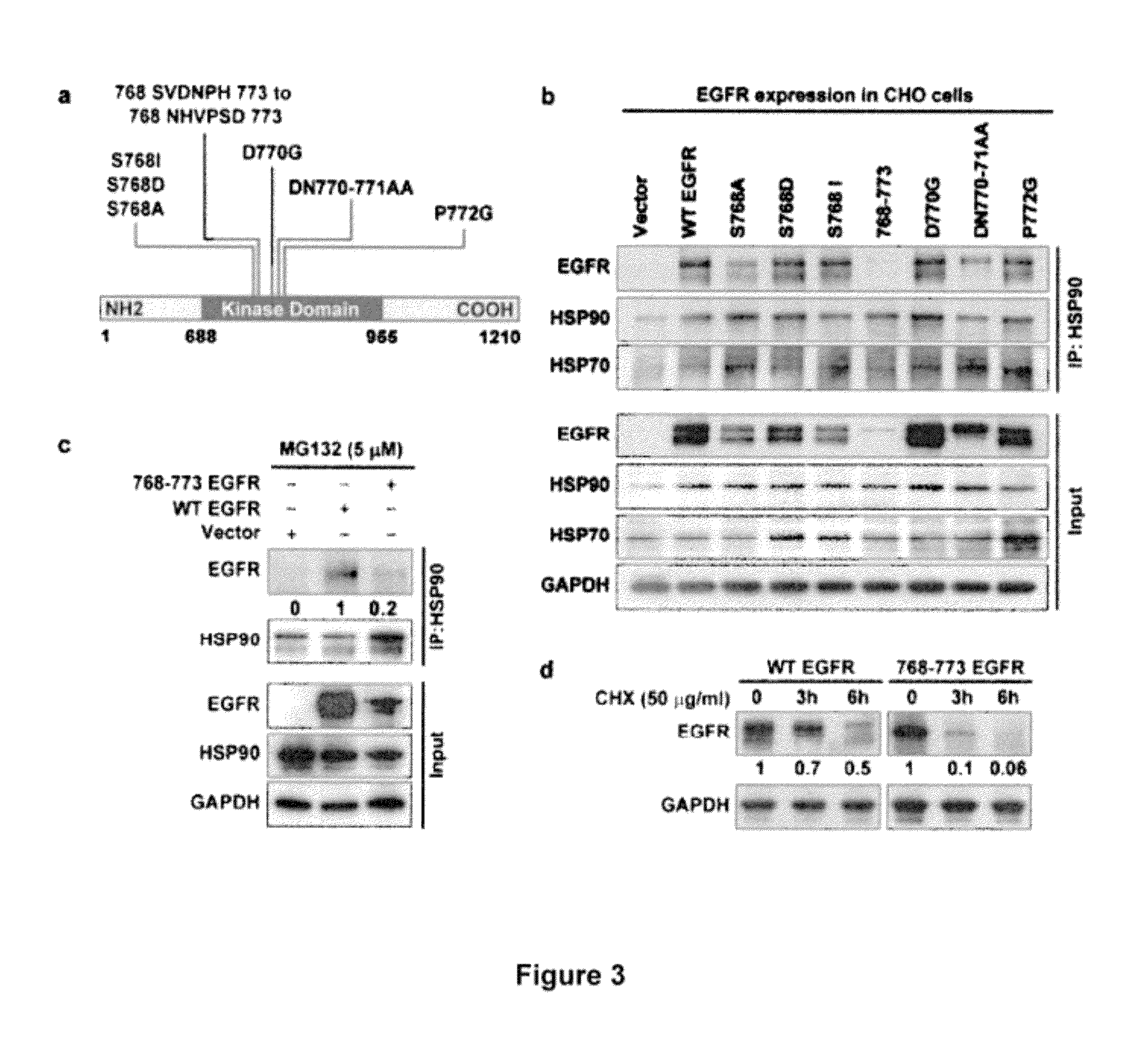 Inhibitors of the epidermal growth factor receptor-heat shock protein 90 binding interaction