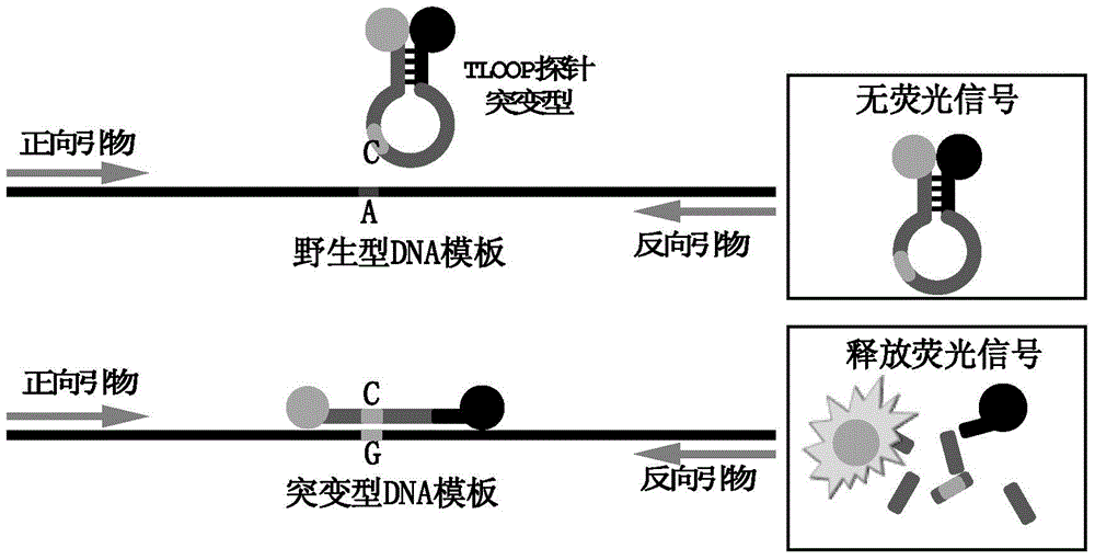 Fluorescent probe for fluorescent quantitative PCR reactions